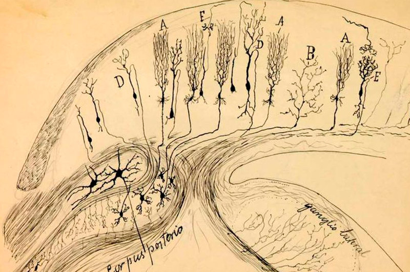 Archivos de Cajal y de su Escuela