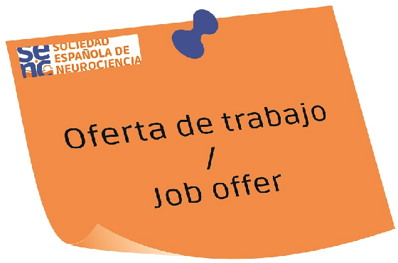 Postdoctoral position is available in the Systems Neuroscience group at IDIBAPS