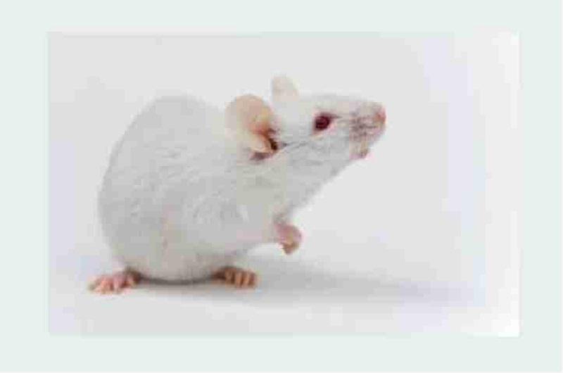 Comité Care. Convocatoria de Incorporación de nuevos miembros