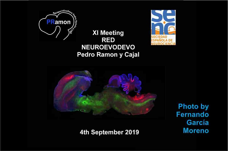 XI Meeting of the Red NeuroEvoDevo Pedro Ramón y Cajal