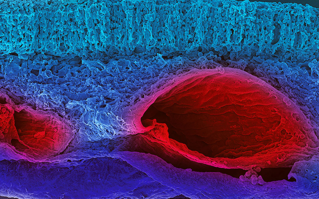 Encuentro con científicas investigadoras sobre ojos