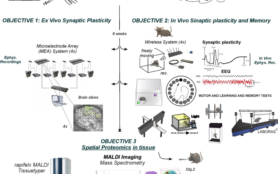 Postdoc 3 años «Molecular Mechanisms of Memory Flexibility»
